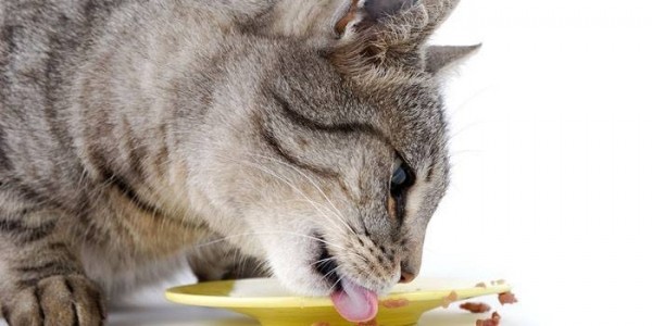 Как правильно кормить кошку и кота