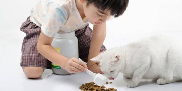 Как правильно кормить кошку и кота