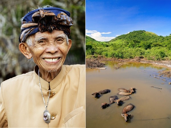 Буйволы — хранители: как животные стали национальным достоянием Индонезии