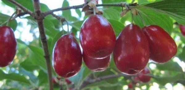 Кизил - полезные свойства ягод и косточек. Польза кизила и противопоказания