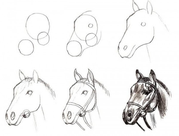 Как нарисовать лошадь поэтапно карандашом: уроки для детей