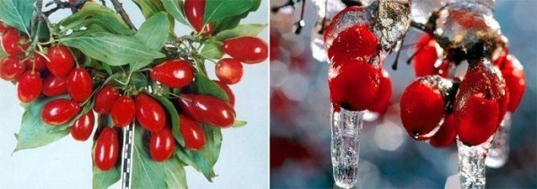 Кизил - полезные свойства ягод и косточек. Польза кизила и противопоказания
